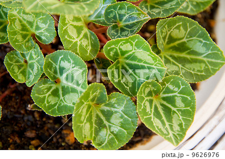 葉っぱ (ガーデンシクラメン) 葉っぱ (ガーデンシクラメン) 9626976