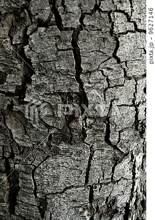 Bark surface 9627146