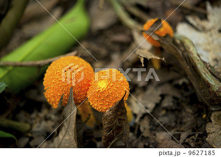 オレンジ色の毒キノコの写真素材