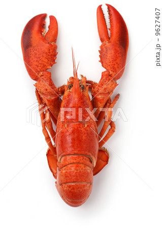 ロブスター ロブスター 9627407