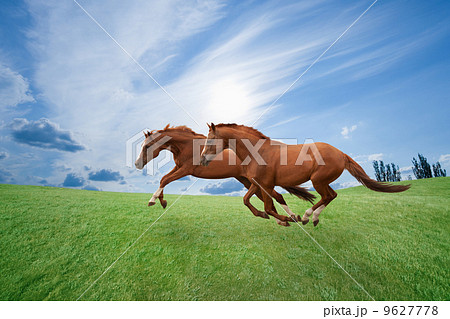 Running horses 9627778