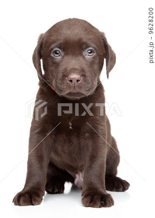 Labrador puppy portrait on white background Labrador puppy portrait on white background 9628200