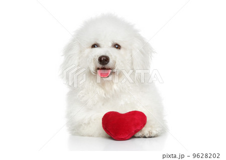 Bichon Freeze dog with valentine red heart 9628202