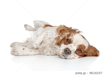 King Charles spaniel resting 9628207