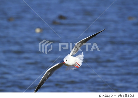 ユリカモメ 9628352