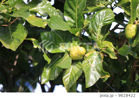 ノニの実 ノニの実 9628422