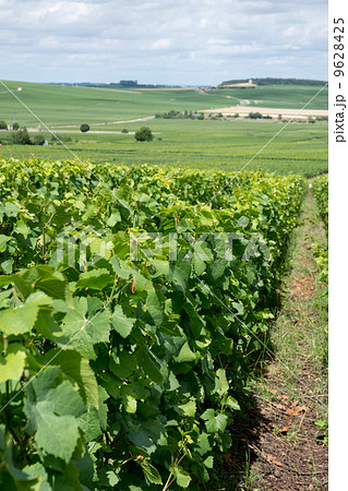 Vineyard landscape, Montagne de Reims, France 9628425