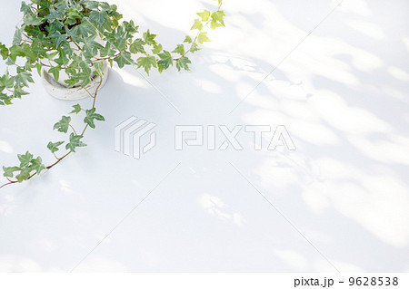 アイビー (白板バック) アイビー (白板バック) 9628538