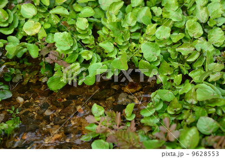 冬のクレソン♪ 9628553