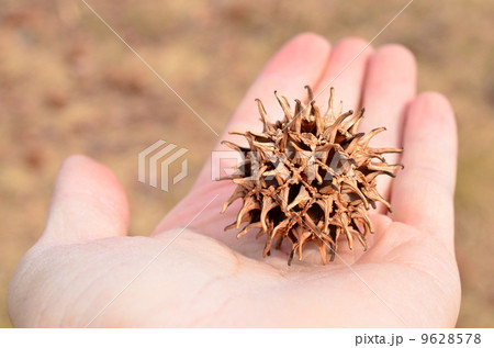 リースの材料♪ 9628578