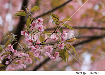 close up detail pink sakura close up detail pink sakura 9628938