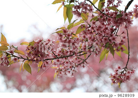 Pink sakura tree in forest Pink sakura tree in forest 9628939