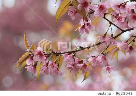 pink sakura flower tree background 9628943