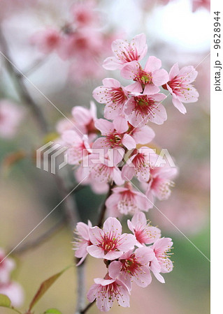 close up detail pink sakura close up detail pink sakura 9628944