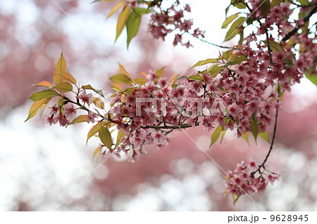 Pink sakura tree in forest Pink sakura tree in forest 9628945