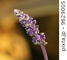macro lavender flower 9629005