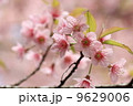 close up detail pink sakura 9629006