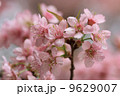 close up detail  pink sakura 9629007