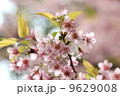 close up detail pink sakura 9629008