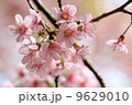 close up detail pink sakura 9629010