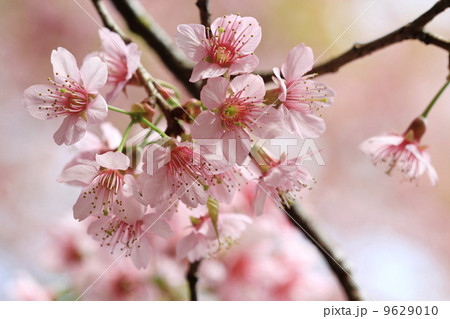 close up detail pink sakura 9629010