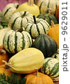 close up small pumpkin, Thailand 9629011