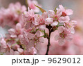 close up detail  pink sakura 9629012