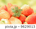 close up strawberry in Thailand 9629013