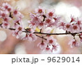 pink sakura tree in Thailand 9629014