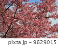 many pink sakura and sky background 9629015