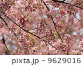 close up detail  pink sakura 9629016