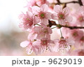close up detail  pink sakura 9629019