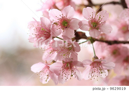 close up detail  pink sakura 9629019