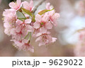 close up detail  pink sakura 9629022