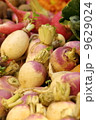 close up Radish in market 9629024