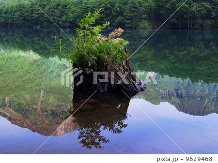 大正池の朝_ひこばえ 9629468
