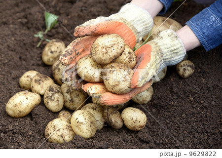 ジャガイモの収穫 ジャガイモの収穫 9629822