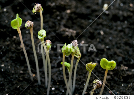 small green plants small green plants 9629855