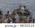 見つめ合うオナガガモのつがい 9630319
