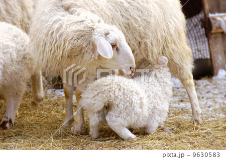 sheep feeds its lamb sheep feeds its lamb 9630583