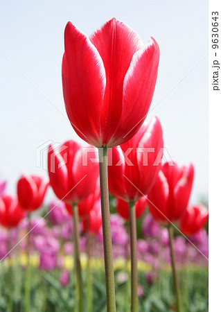 チューリップ 9630643