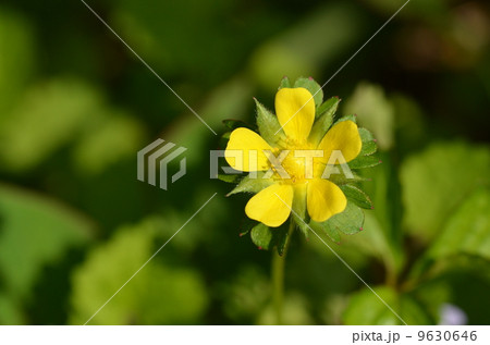 ヘビイチゴ 9630646