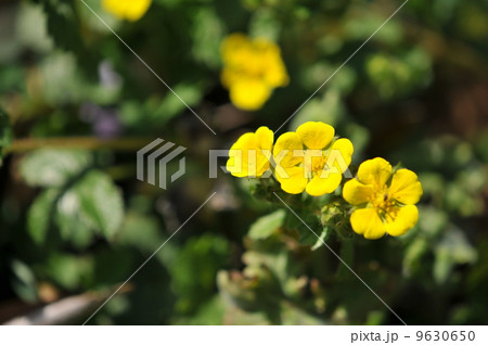 キジムシロ 9630650