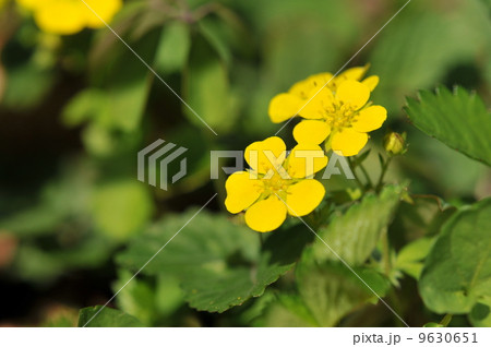 ミツバツチグリ 9630651