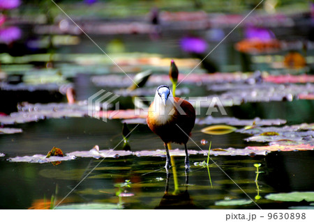 アフリカ　レンカク 9630898