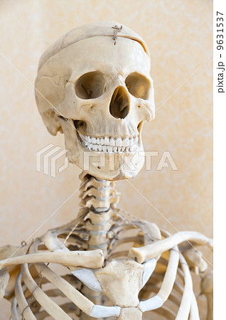 human skeleton 9631537