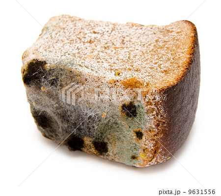 mouldy bread 9631556