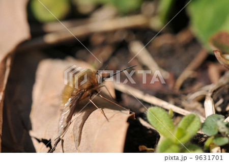 ビロードツリアブ 9631701