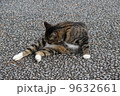 毛並みを揃える猫 9632661