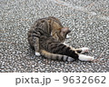 毛並みを揃える猫 9632662